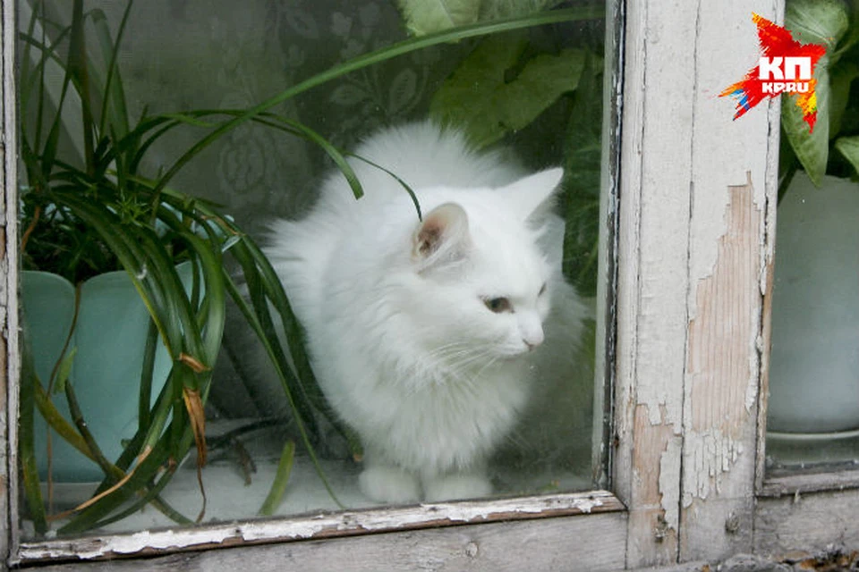 "Кот" ждал хозяина 9 дней.