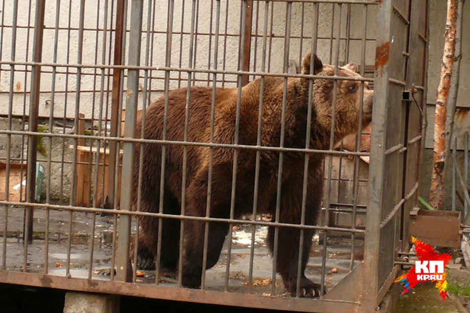 Несмотря на нанесенные мужчине увечья, к зверю у правоохранителей претензий вероятно не будет.