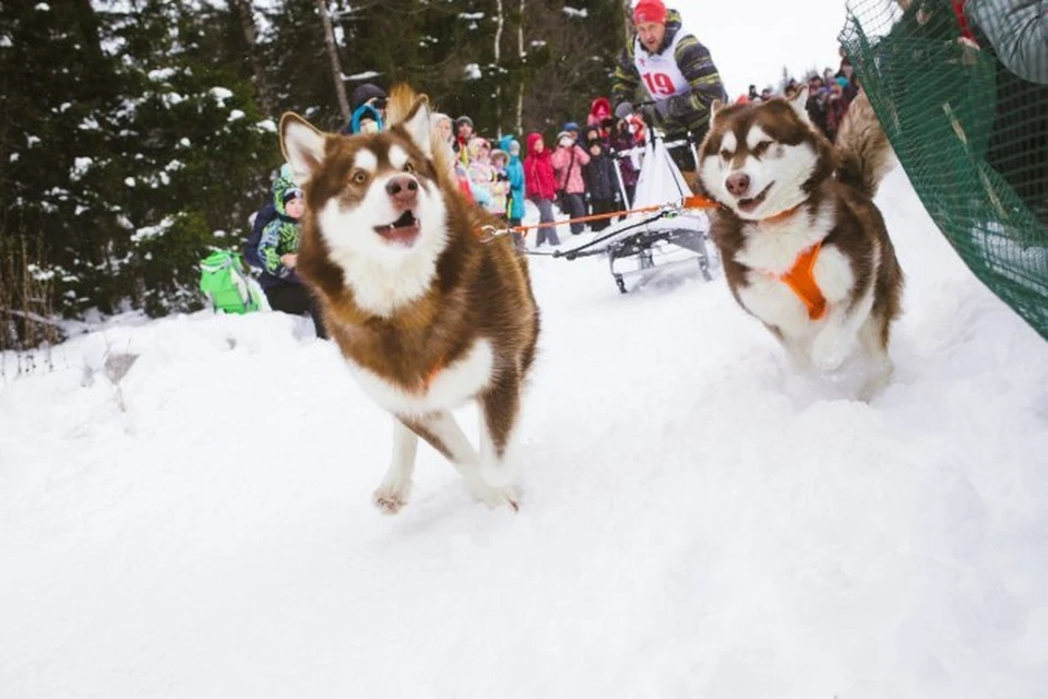 «Балто» по-ижевски:  в Удмуртии впервые прошли соревнования по ездовому спорту на собаках фото: Алексей Красноперов