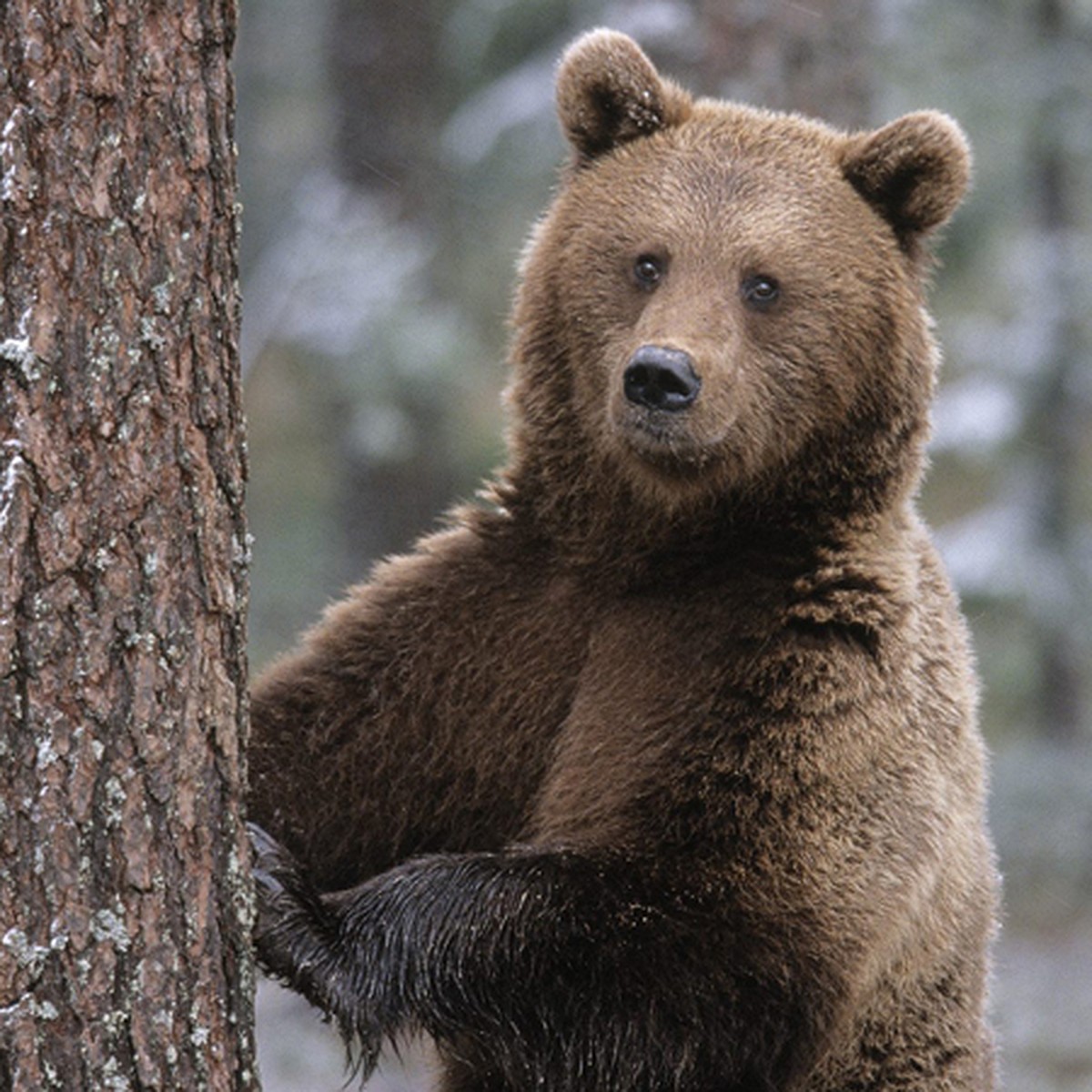 В леса Подмосковья вернулись бурые медведи - KP.RU
