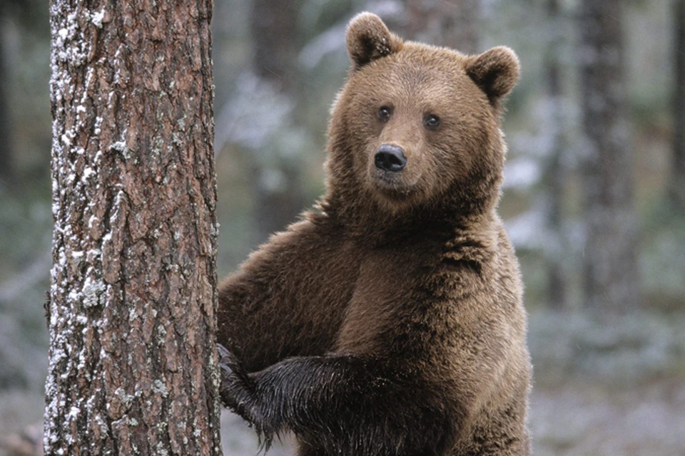 Бурый медведь, еще в 60-е занесенный в Красную книгу Московской области, вновь вернулся в подмосковные леса. Фото: архив "КП".