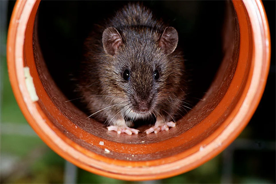 Ученые: Крыс напрасно считают виновниками эпидемии чумы в Средние века