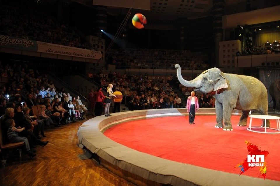 На Цирковом фестивале в Ижевске руководить слонами будут дети, а эфиопские жонглеры установят мировой рекорд