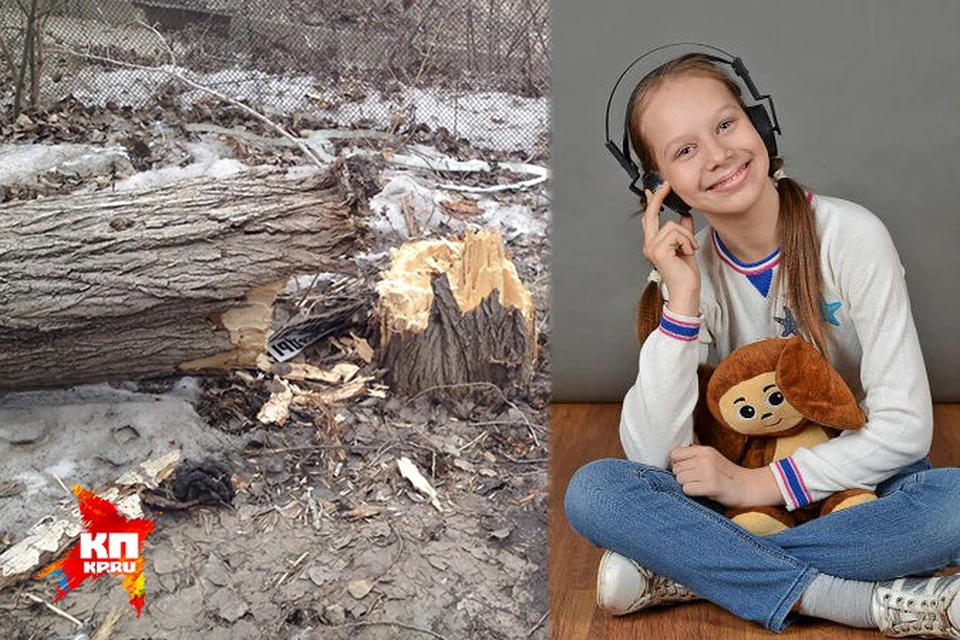 В Саратове тополь высотой с пятиэтажку рухнул на 13-летнюю школьницу