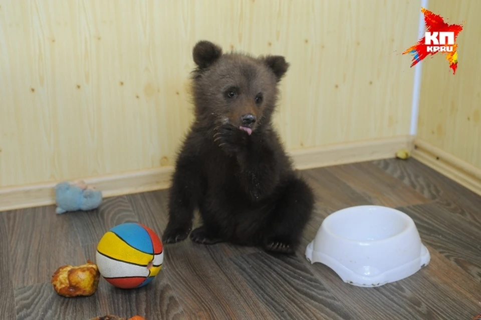 Как двухмесячный медвежонок попал из леса в Пермь - остается загадкой.