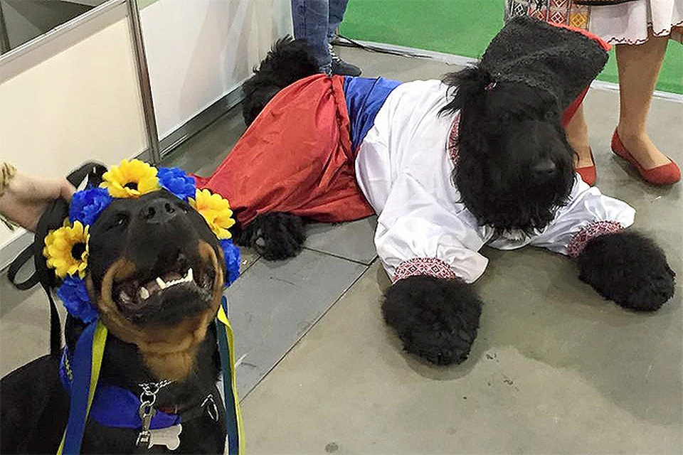 В Киеве собак, участвовавших в выставке, нарядили в вышиванки и папахи
