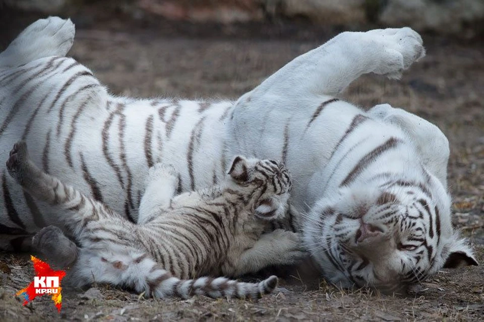 Бенгальская белая тигрица Зайка из Новосибирского зоопарка стала показывать публике детенышей.