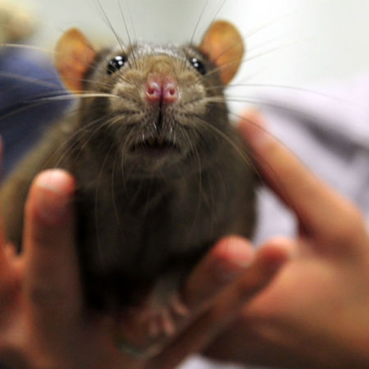 Крысы в Саратове. К чему снится мышь укусила