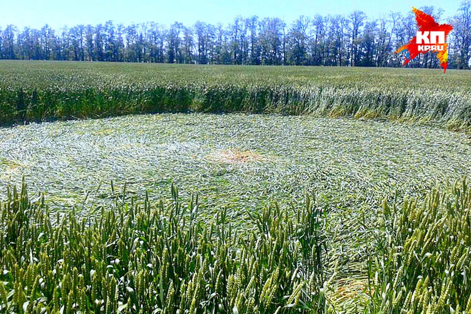 Всего фермер обнаружил семь больших окружностей разного диаметра
Фото: nlo-mir.ru