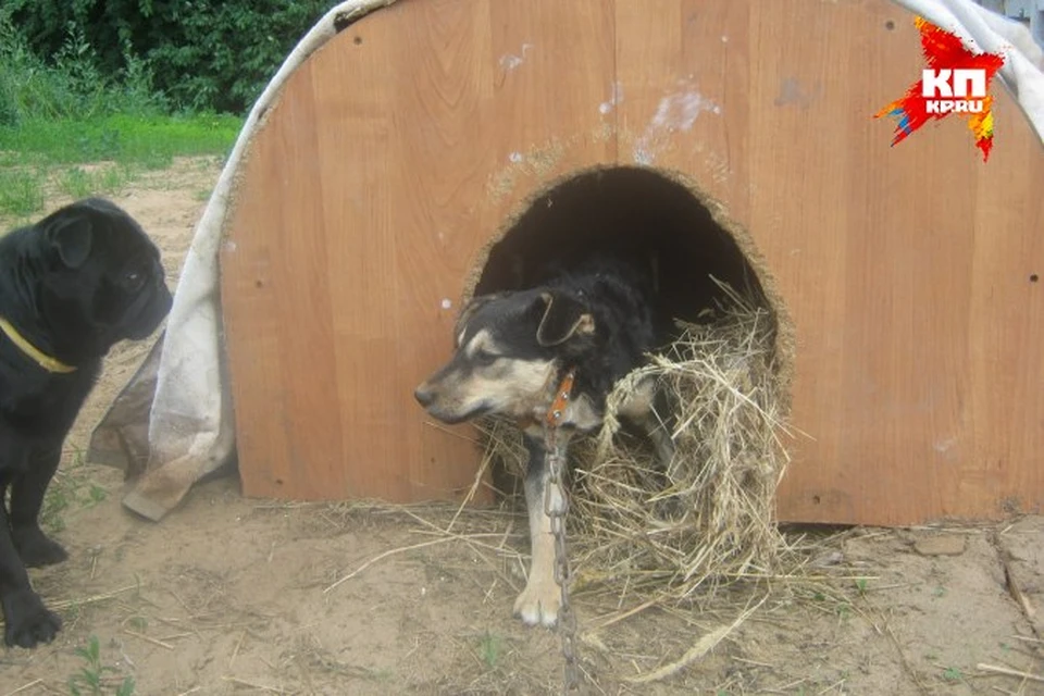Жители Ижевска спасли замурованного в подвале щенка. Фото: соцсети.