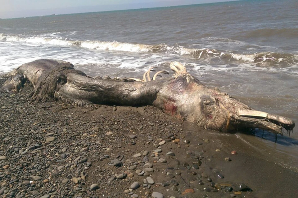 В соцсетях на Сахалине и за его пределами сейчас бурно обсуждают фотографии морского чудища