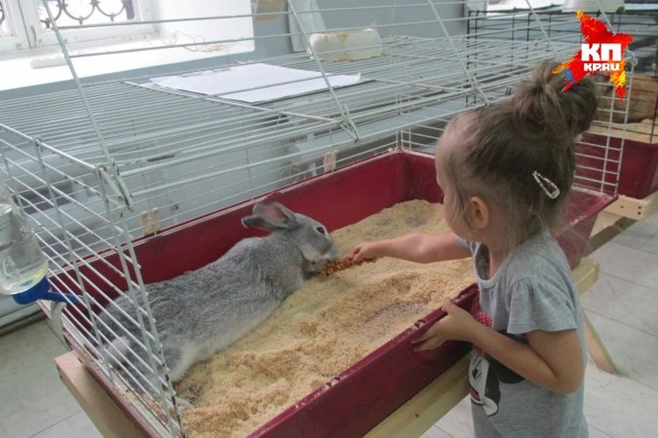 Выставка кроликов в Ижевске: Калифорнийский Мурзик и Французский баран Пьер. Фото: Анастасия  Комышева.