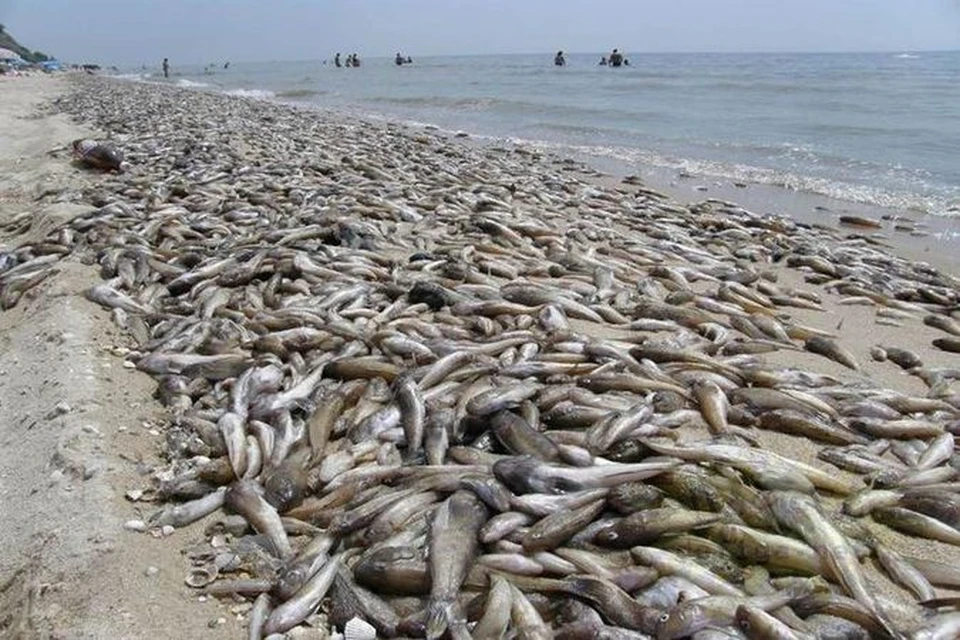В Дагестане массово гибнет рыба. Фото: Vk.com