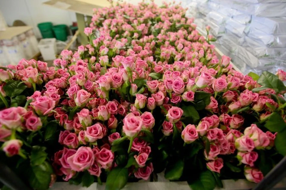 Выбрасывать эквадорские розы и голландские тюльпаны на Дону не будут.