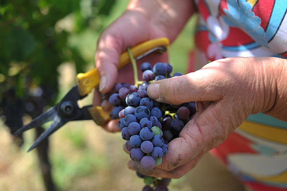 Вино делается на диких культурах дрожжей, которые уже обитают на ягоде. Как это делалось еще в Древней Греции