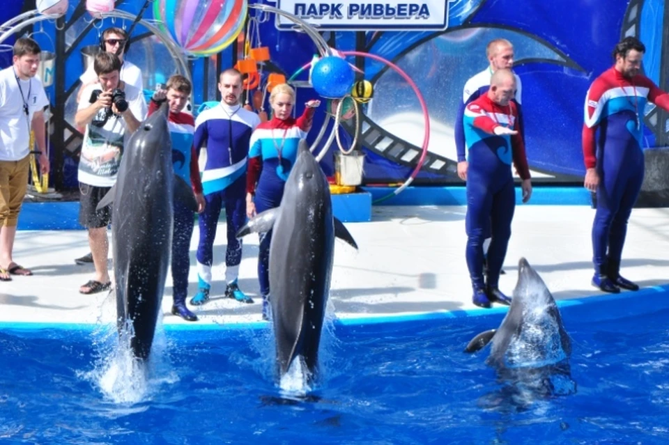 Фото: пресс-служба дельфинария "Ривьера"
