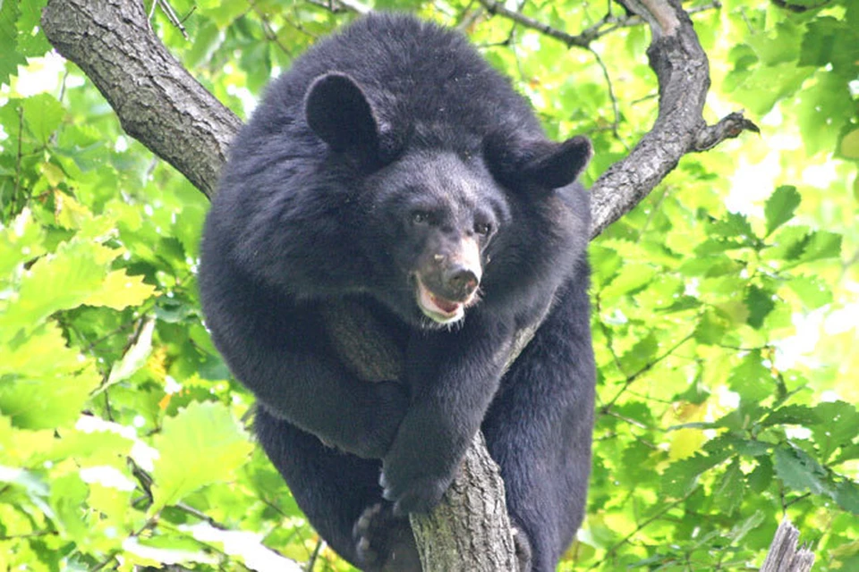 Специалисты предупреждают - спасаться от медведя на дереве бессмысленно.
Фото: архив "КП"