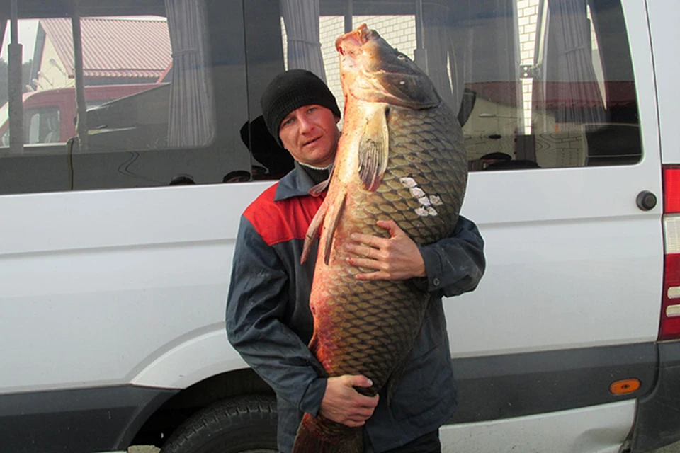 Рыбак из Кобрина выловил 30-килограммового сазана. Фото: из личного архива Виктора Гириса.