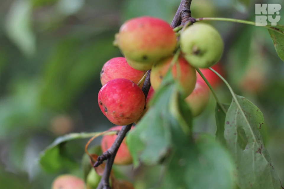 Самые вкусные яблоки - с той яблони, которую посадил сам. Фото: из архива.