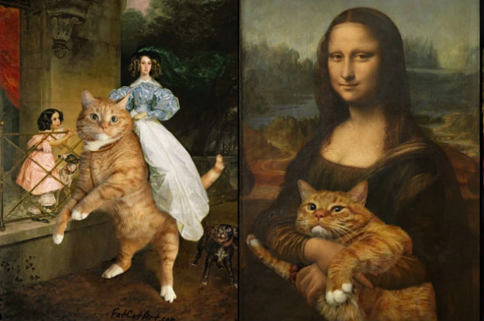 Толстый рыжий кот из популярных интернет-мемов живет в Петербурге - KP.RU