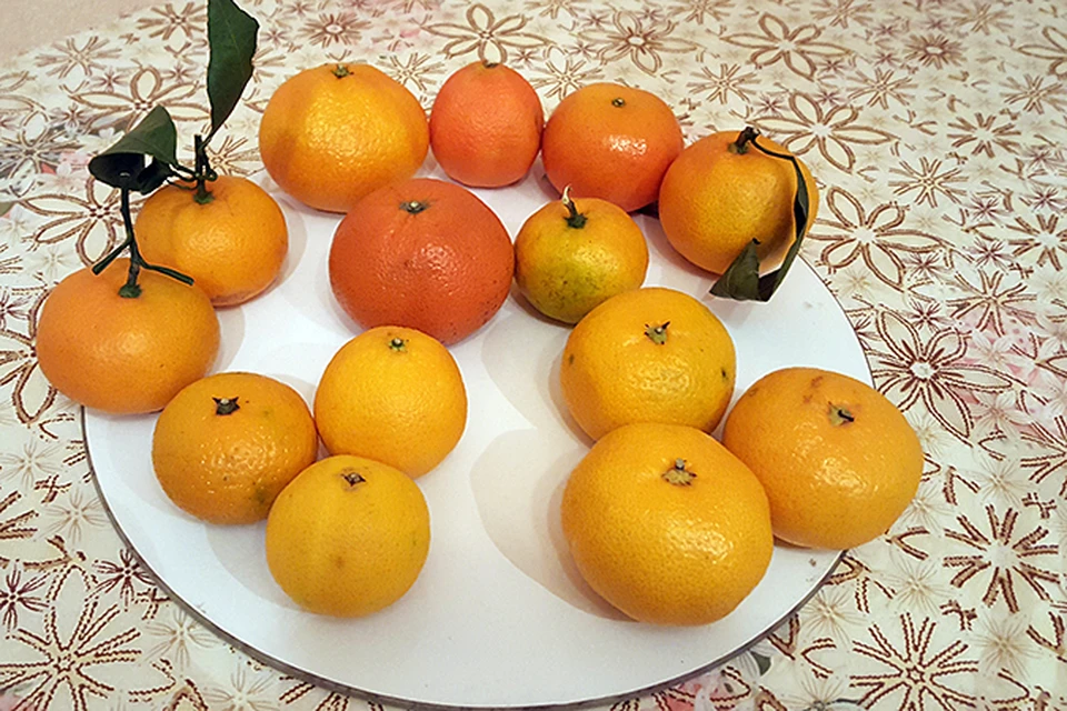 Разновидности мандаринов названия с фото