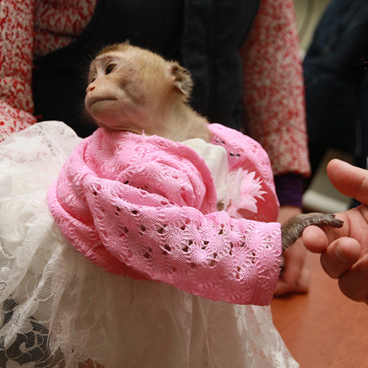 Красивая обезьянка в платье