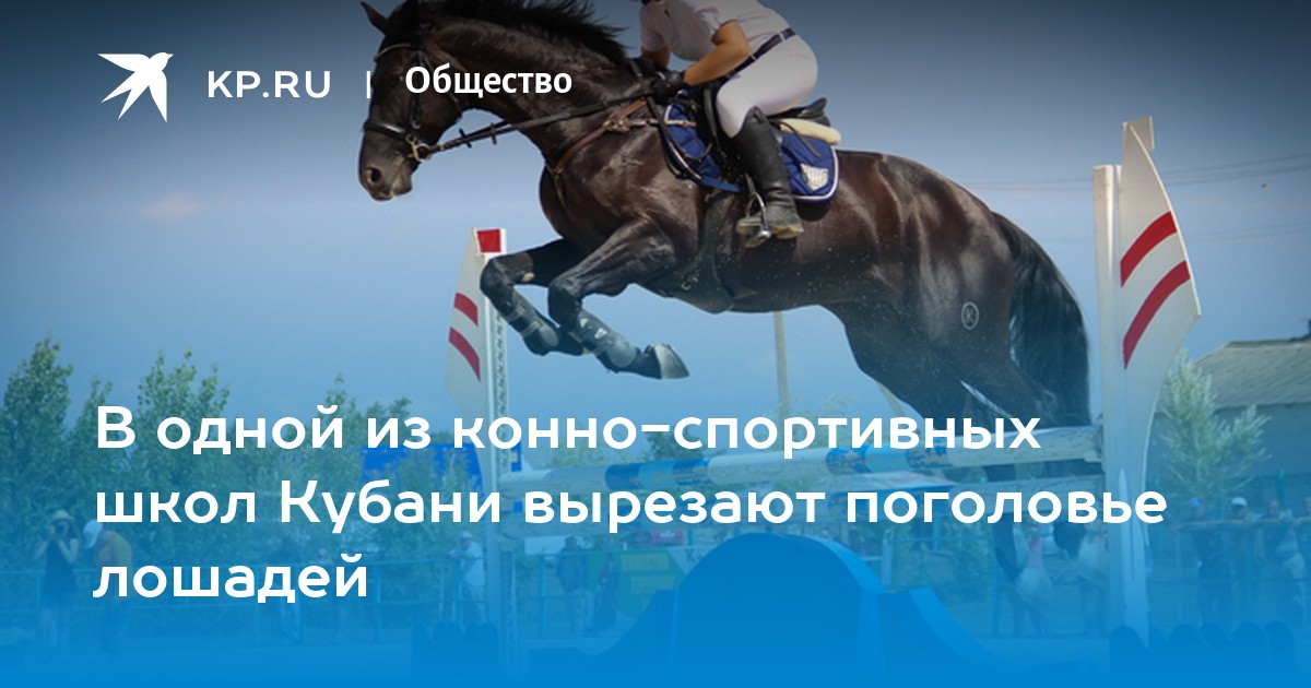 Плюсы конного спорта