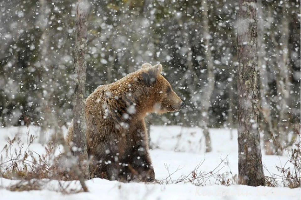 На медведей приятно смотреть только издалека. Не дай Бог такого встретить в дикой природе. Фото: Константин ШАТЕНЕВ