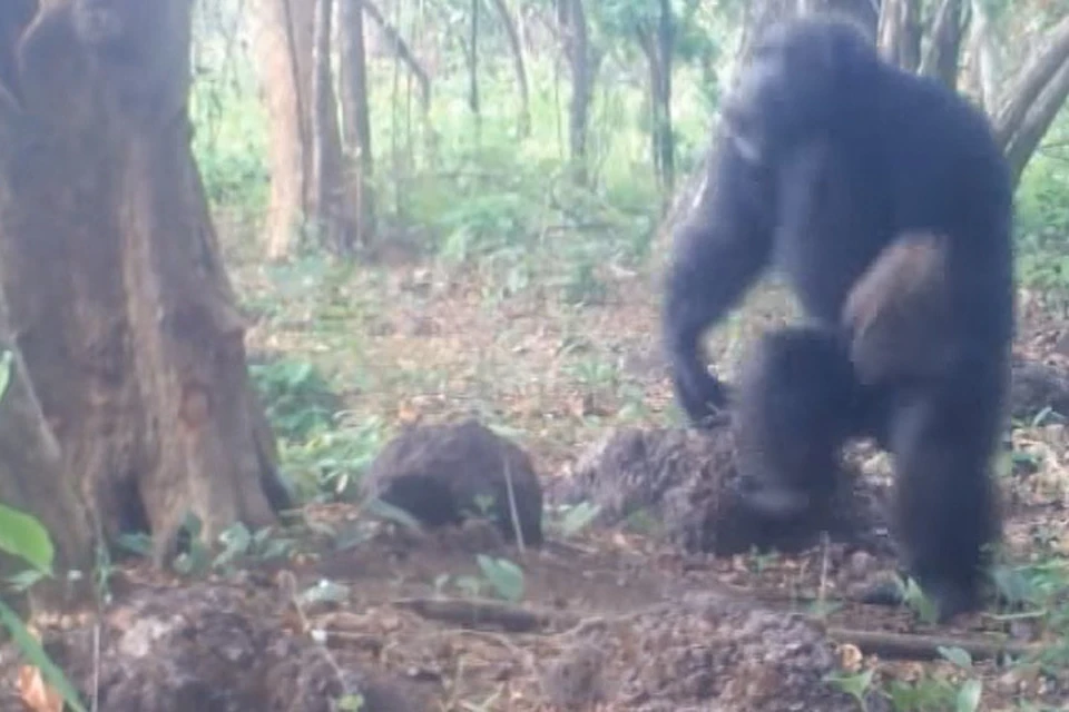 Африканские шимпанзе выискивают каменные «ножи», чтобы разрезать твердые плоды хлебного дерева.