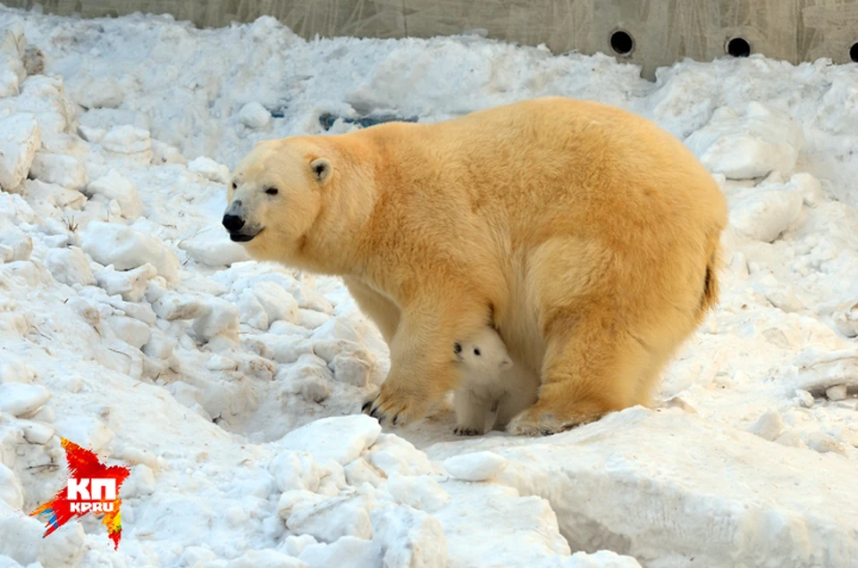 Малышка, как и Шилка в детстве, любит прятаться за мощные лапы своей полярной мамаши.