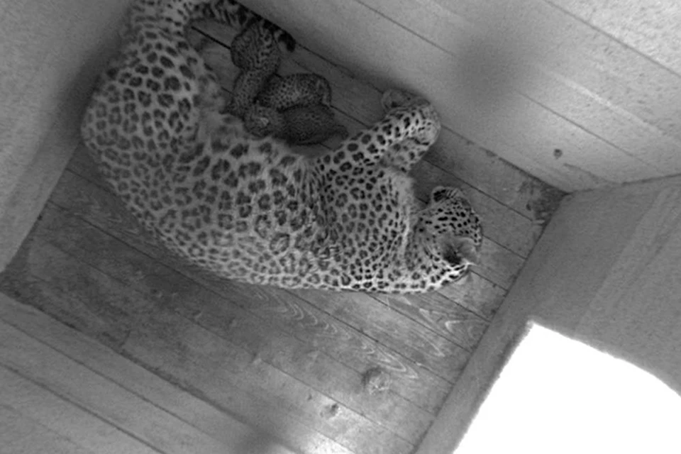Сейчас крохи вместе с мамой находятся в спецвольере для новорожденных. Фото: Центр восстановления леопарда на Кавказе