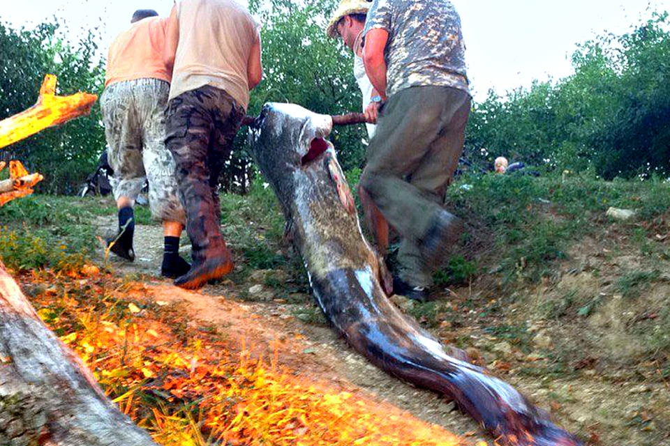 Вытаскивали рыбу впятером. Фото: очевидца Александра Кондратенко.