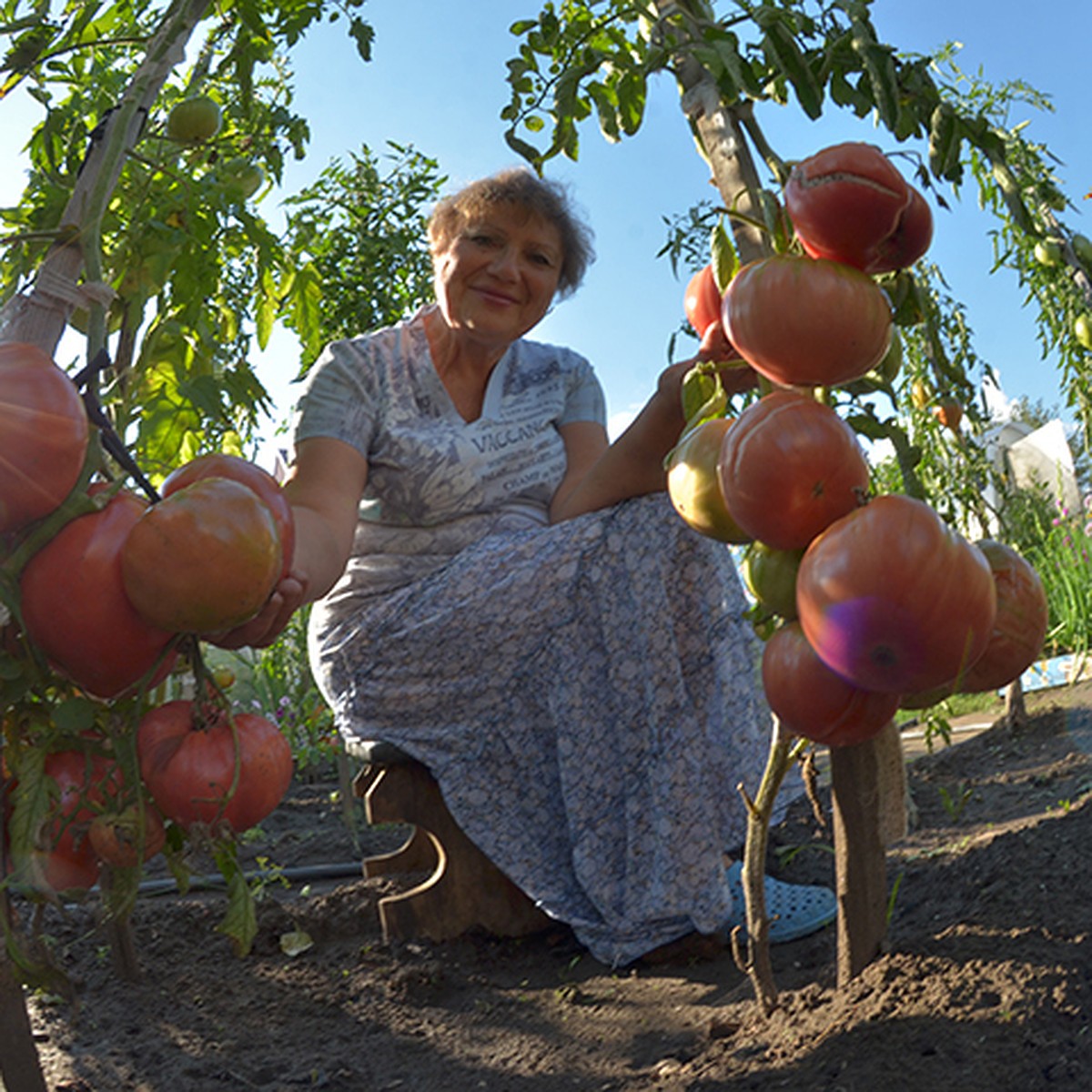Минусинские томаты Наталья Щербинина
