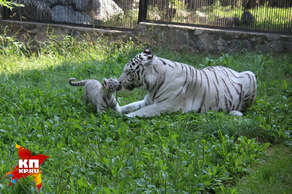 Застать такие тигриные нежности - настоящая удача для фотографа: ведь Зайка разрешает малышу гулять совсем не долго.