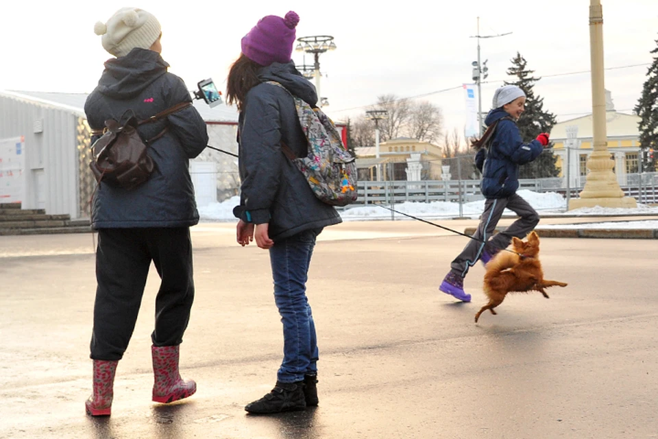 Власти предлагают запретить гулять с собаками недекоративных пород детям.