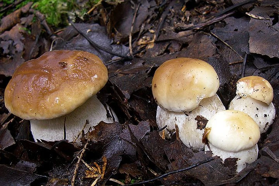 Съедобные грибы: белые или боровики