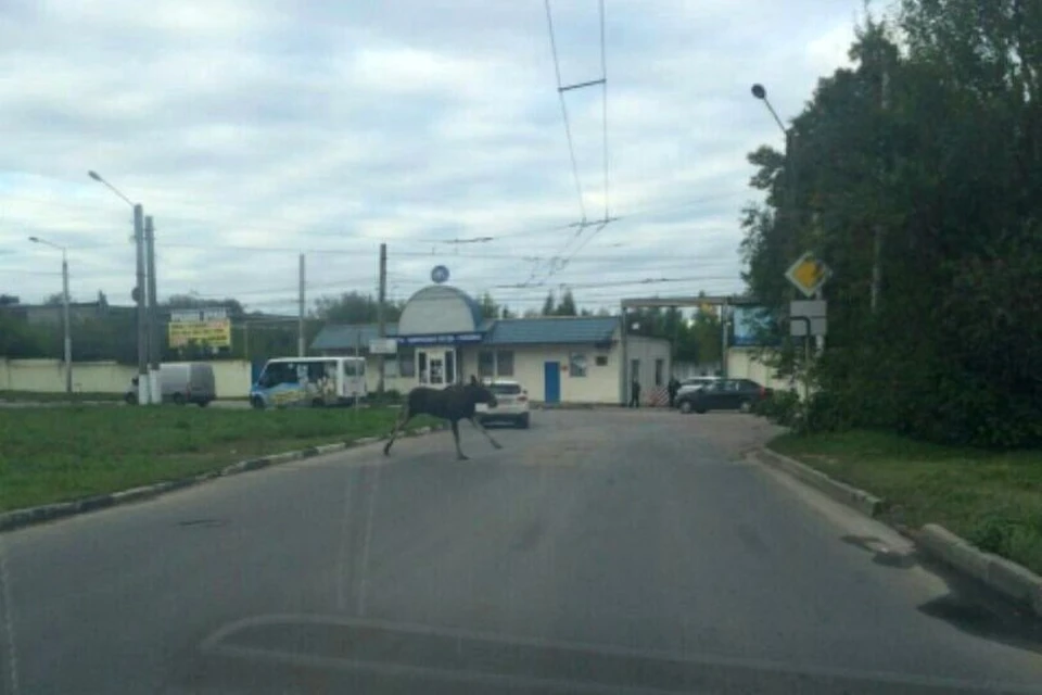 Фото: соцсети.