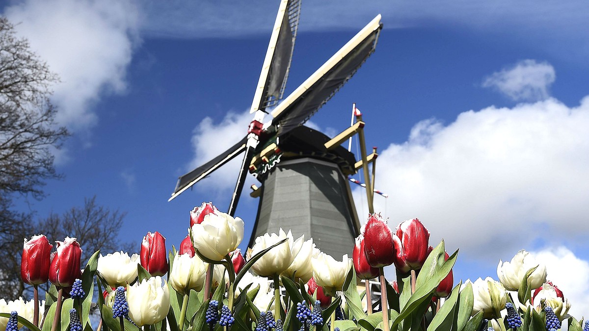 Нидерланды больше зарабатывают на проституции и наркотиках, чем на тюльпанах