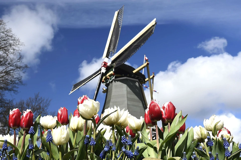Одни из главных ассоциаций с Нидерландами - это ветряные мельницы и тюльпаны. И того, и другого в королевстве действительно хватает.