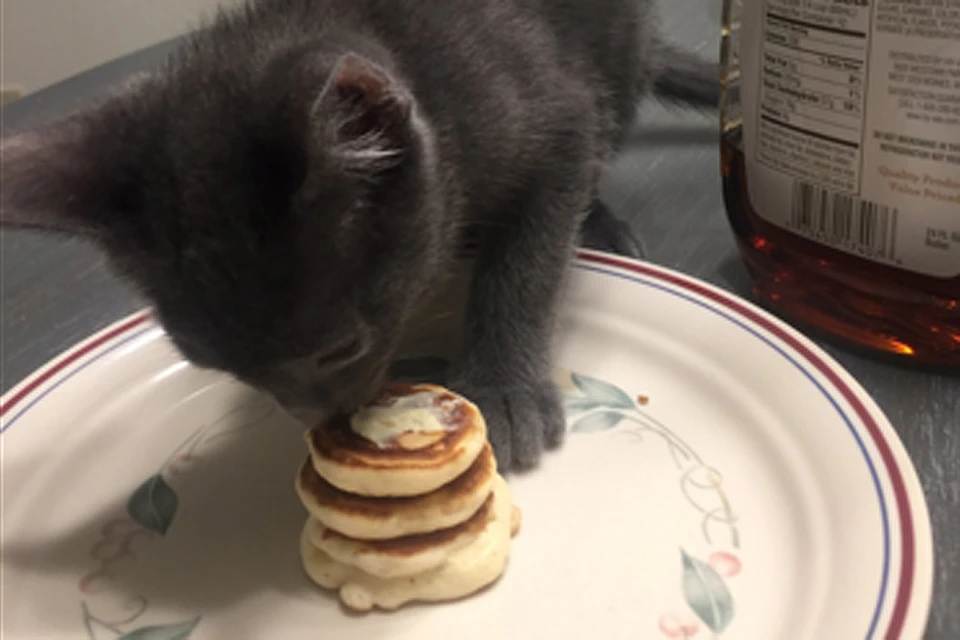 Кот был в восторге от своей порции Фото: https://twitter.com/ChaserStout/