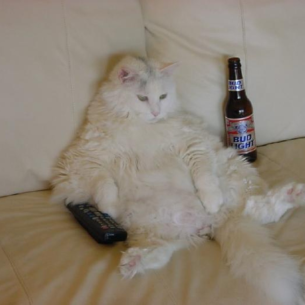 Кот на диване с пивом