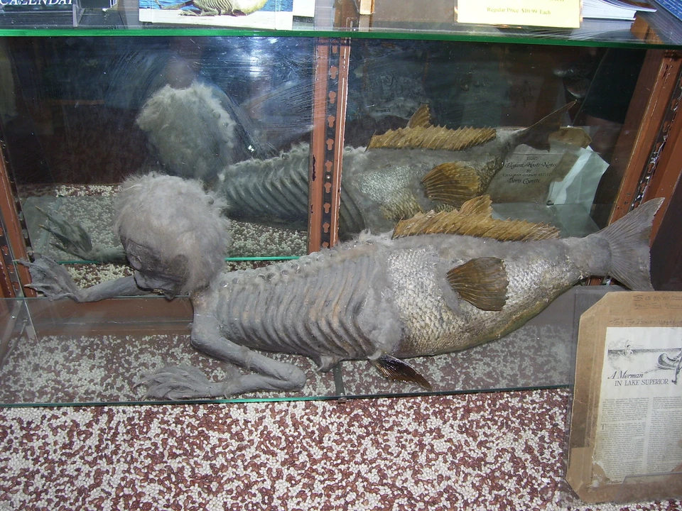 Одна из известных мистификаций - так называемая "Фиджийская русалка"