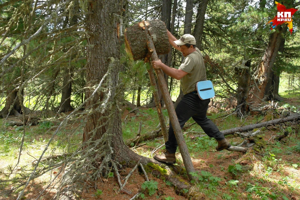 С помощью такого приспособления, типа огромного молота, жители Горного Алтая сбивают шишки с деревьев