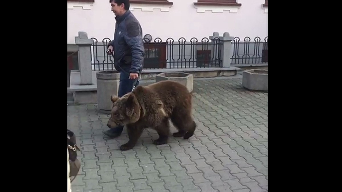 В центре Хабаровска неизвестный мужчина выгуливал на поводке медведя - KP.RU