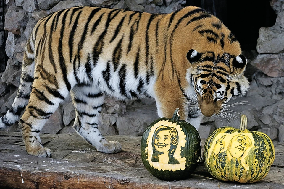 На исход выборов в США сейчас гадают даже хвостатые эксперты. Например, вот эта амурская тигрица Юнона из красноярского зоопарка «Роев ручей».