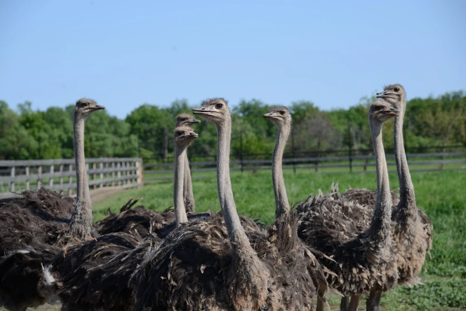 В хозяйстве все желающие могут поближе познакомиться со страусами