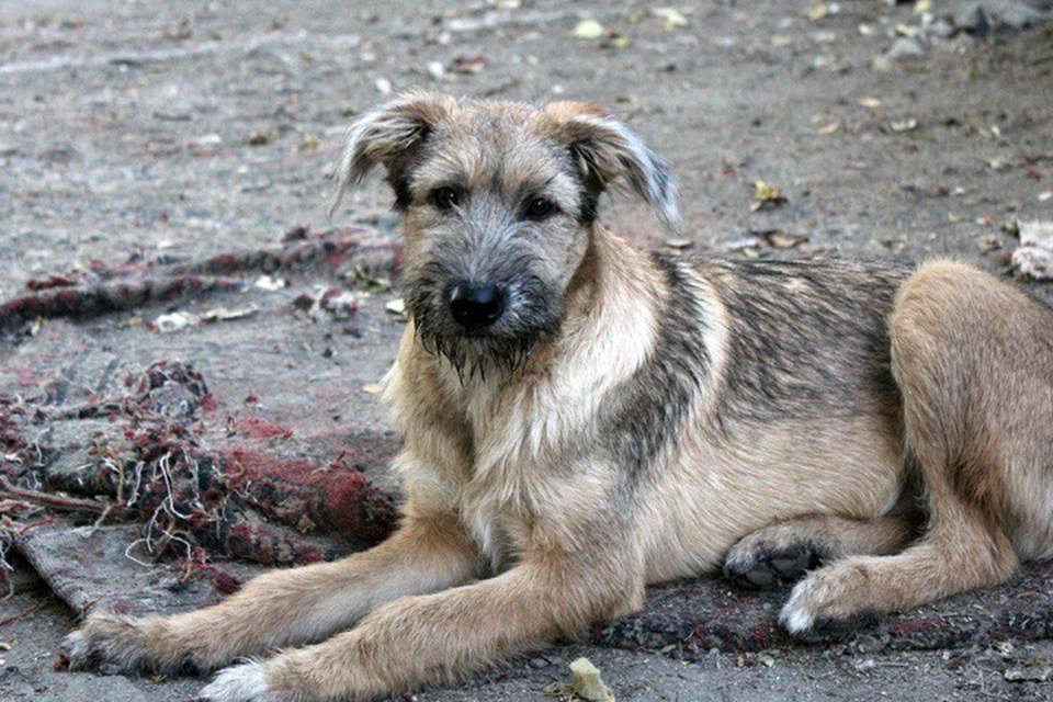 В приюте нашли свой дом около 80 собак. Фото: предоставлено приютом «Бумеранг добра»