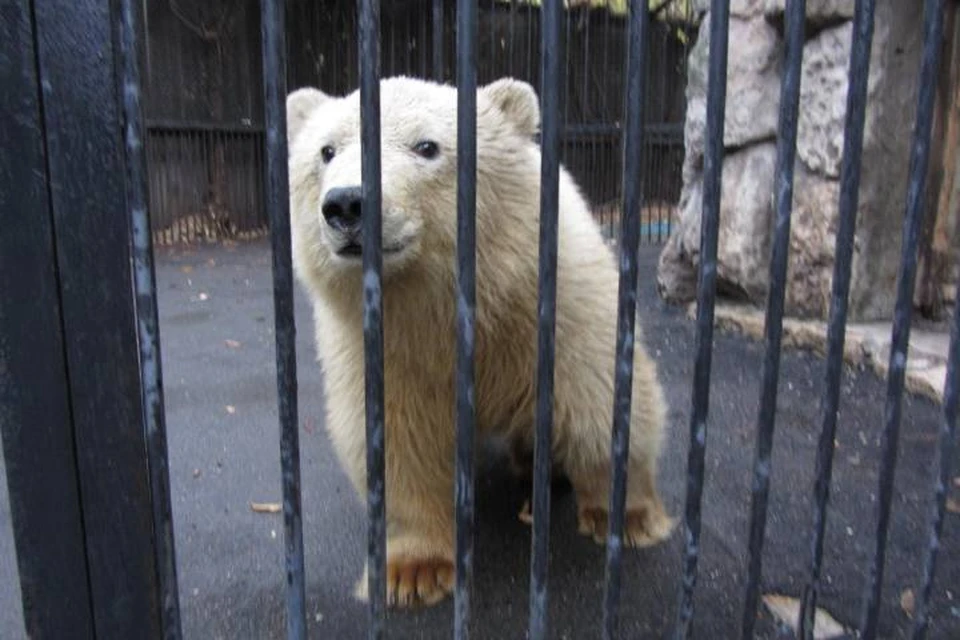 Фото пресс-службы зоопарка