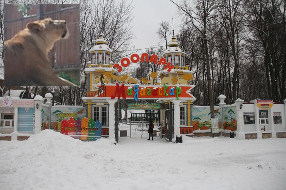 Мадагаскар зоопарк нижний новгород фото