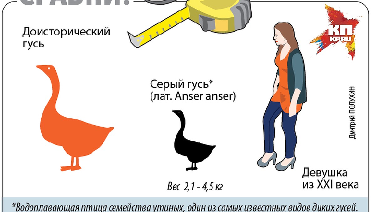 Найден гигантский гусь ростом 1,5 метра - KP.RU